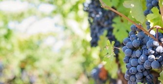 Trekking en Toscana con almuerzo (tour para grupos pequeños) in Florence